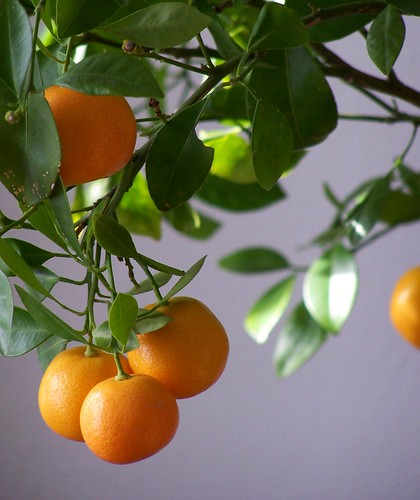 miniature orange tree by Geo Mc - *photographing the seasons*