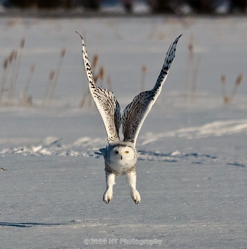 Snowy Owl coming in for landing