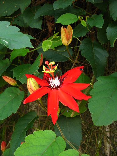 red Passiflora