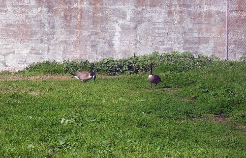 Canada Geese in the Rec Yard