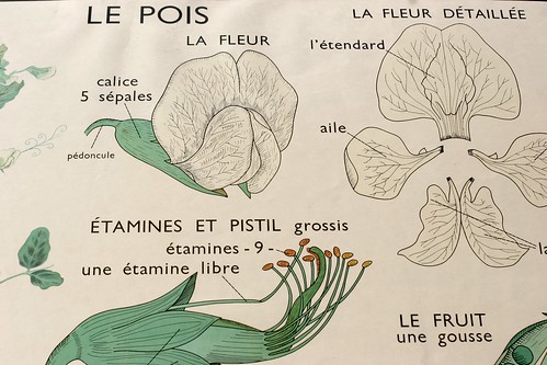 Le Pois botanical educational print