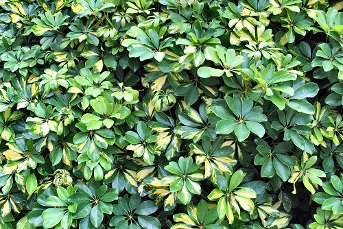 Schefflera arboricola 'Variegata' (rq) - 01
