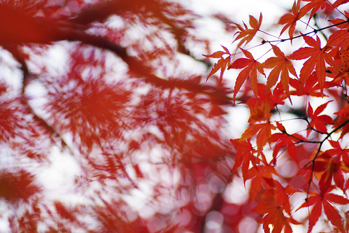 Gyosen Park Autumn Leaves 04