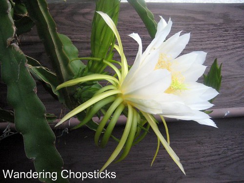1.3 Dragon Fruit Literally Blooms in Hours 10