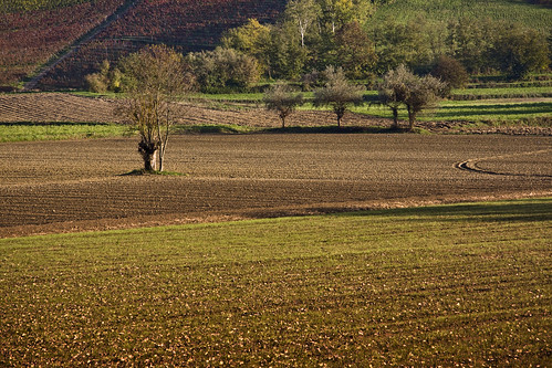  Gavi Ligure Countryside