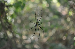 20091213-第二發現蜘蛛 (2)