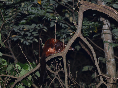 大赤鼯鼠 Petaurista philippensis