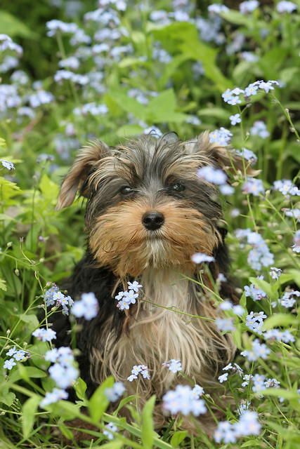 Dog Amid Blue Flowers