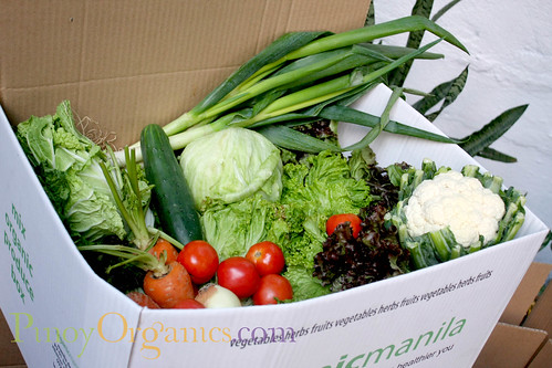 OrganicManila-large box