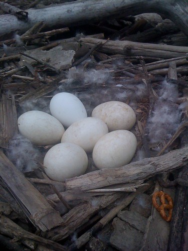 Canada Goose nest (with pretzel)