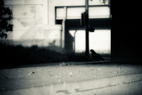 Brrgh Brrgh Pigeon: 31.365 #TeamPhotoBlog by dhgatsby