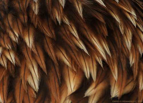 golden eagle head. Golden Eagle Head Feathers