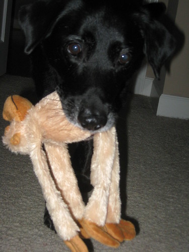 Buddy carries his monkey all over the house.  He makes me laugh!
