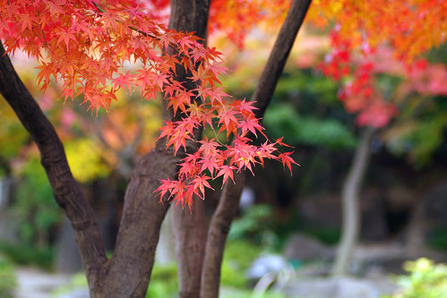 Gyosen Park Autumn Leaves 02