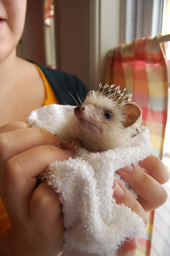 Acorn is displeased after a bath. by Justin and Elise