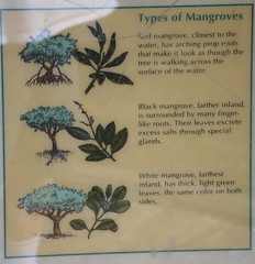 Types of mangroves