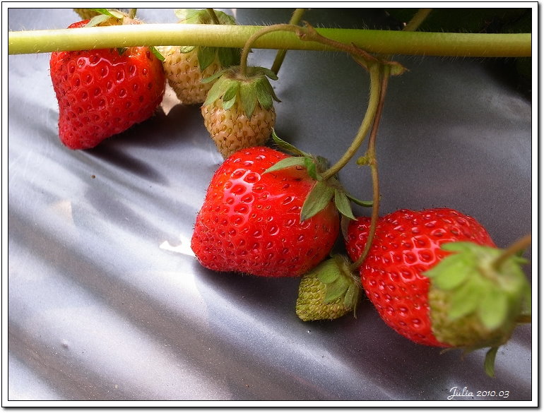 採草莓 (3)
