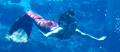 Real life mermaids! In captivity! In Florida!