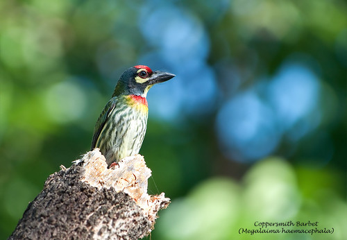 Coppersmith barbet by you.