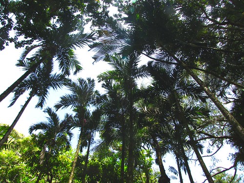 towering palms overhead