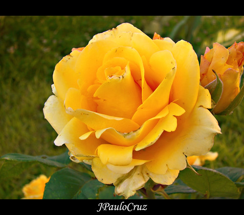 Rosas by JPauloCruz