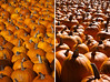 Pumpkins: Color & Form