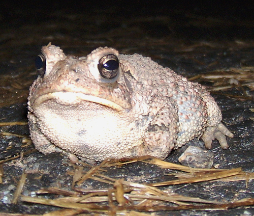 toad up close
