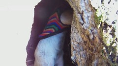 Pua playing in a hallow tree