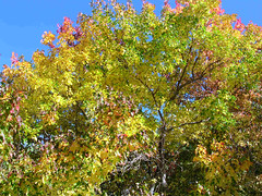 Fall Colors Boulder   DSCN0103