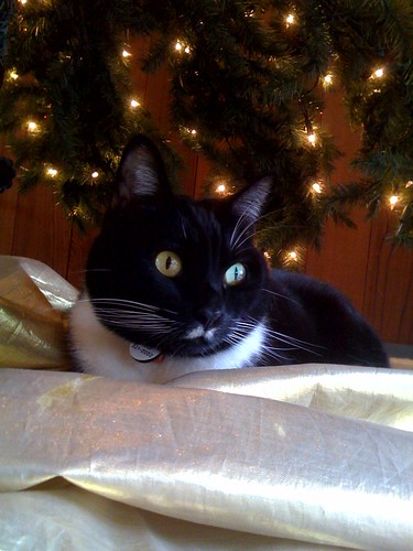 Charlie settled in but still waiting for Santa under the tree