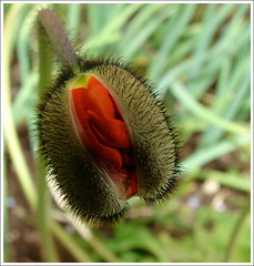 Bouton d'une fleur de pavot