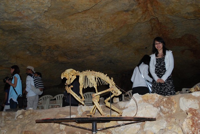 Julia, Thylacoleo fossil - Victoria Fossil Cave