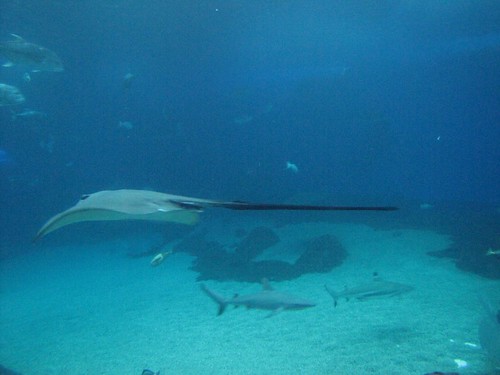 manta rays are graceful