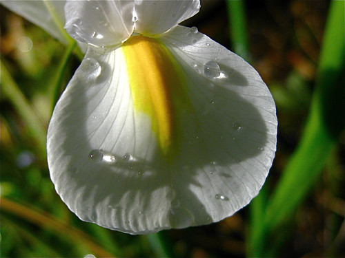 Irisblütenblattweissgesicht