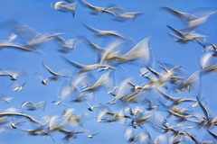 Flock Blur by J Gilbert