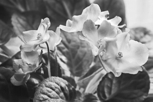 African Violets BW