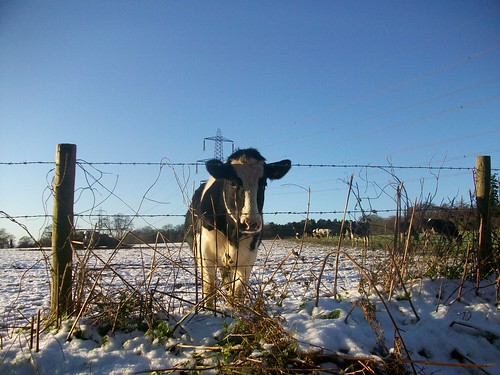 Snowy Cow