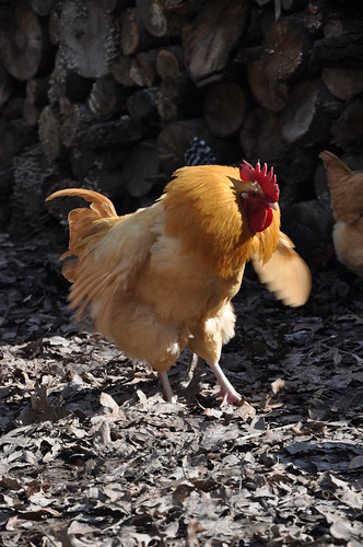 Buff Orpington Rooster_2