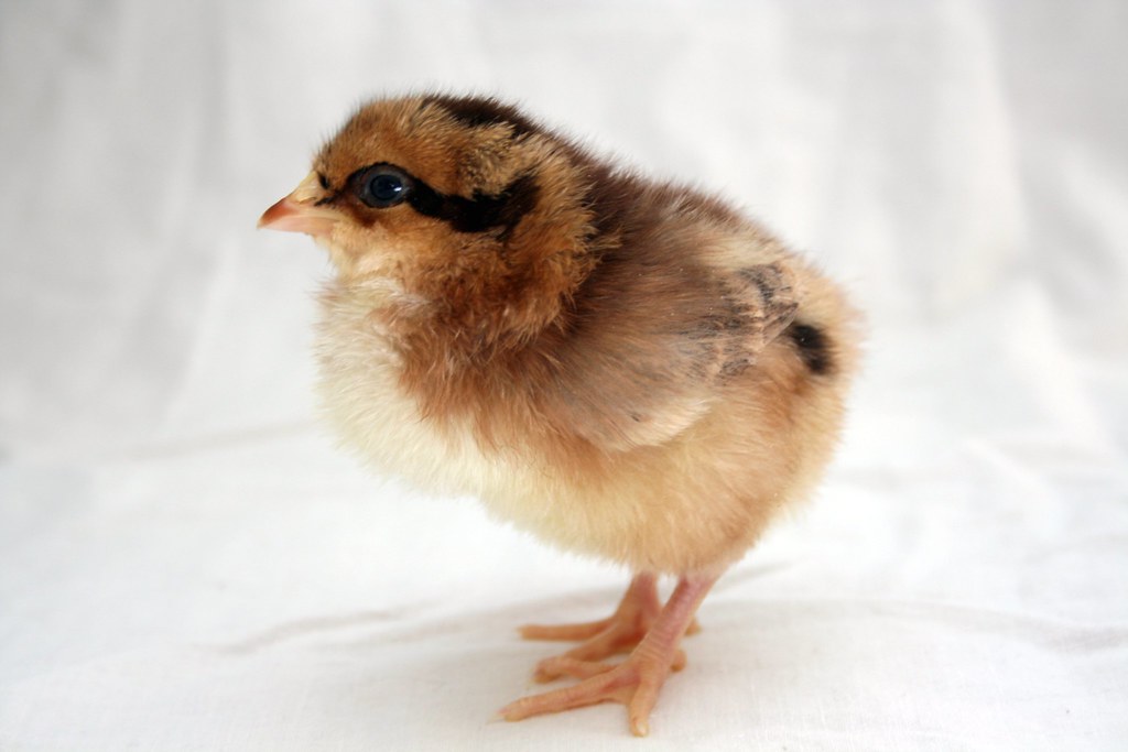 baby chick