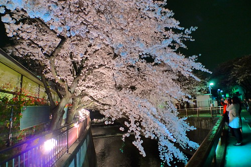 People taking photos of cherry blossom in Toho Studios