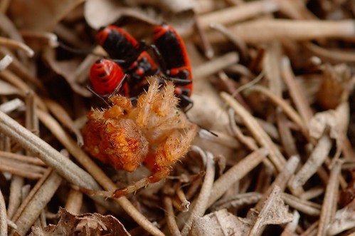 Pyrrhocoris apterus & Araneus diadematus | Vuurwants en kruisspin - Fire bug and Garden spider