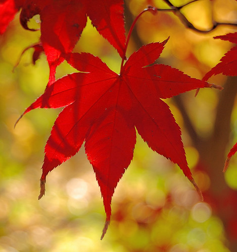 Missouri Botanical Garden (Shaw's Garden), in Saint Louis, Missouri, USA - red Maple leaf in Autumn