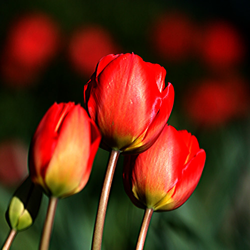The Spring Archives present 'Warm Red Tulips' on a cold, wet and miserable Sunday in late November