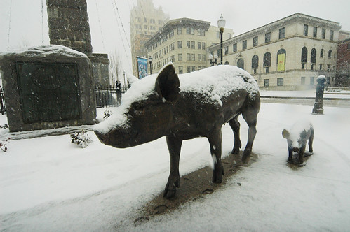 Pigs in snow