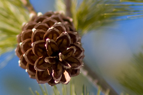 pine cone4