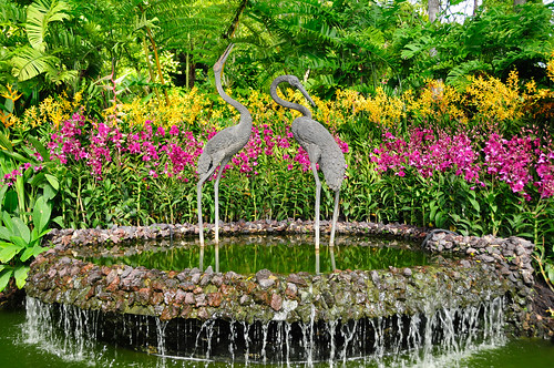 Singapore Botanic Gardens: National Orchid Farms