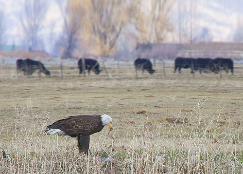 Winning Photo: Eagle in Front Of Cows