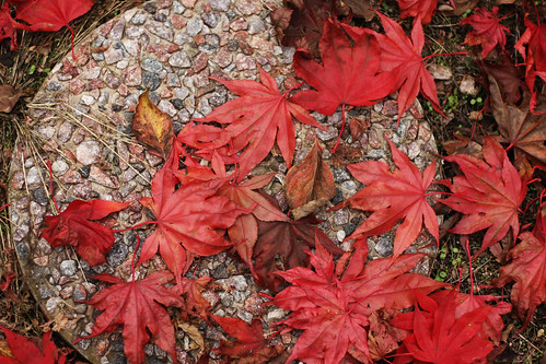 red velvet leaves 4