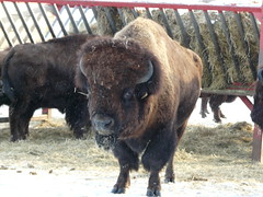 icy bison