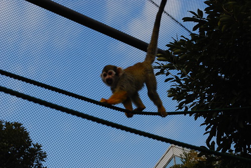 monkey at the zoo